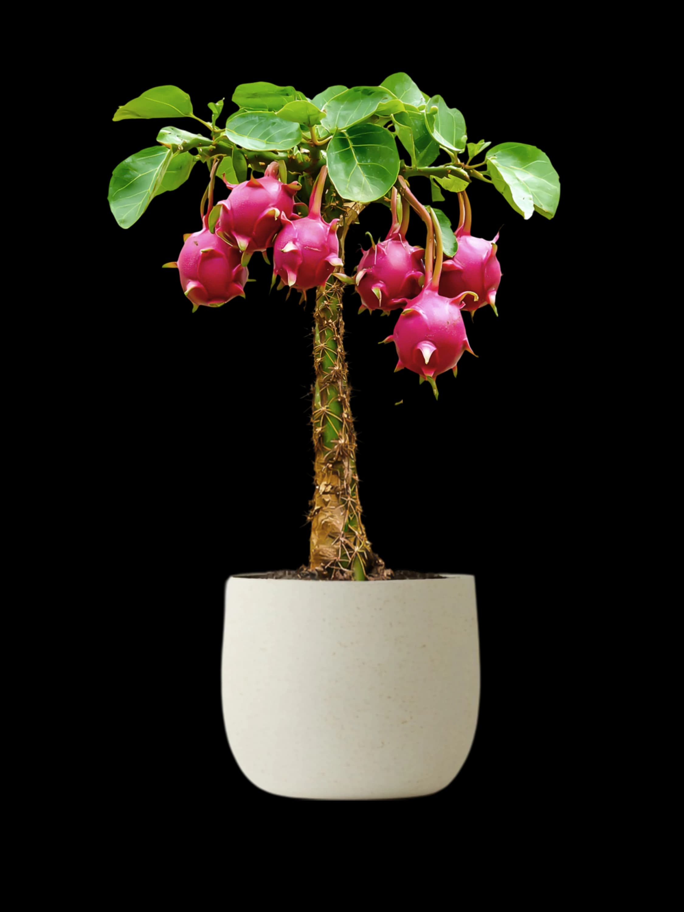 Dragon Fruit Plant